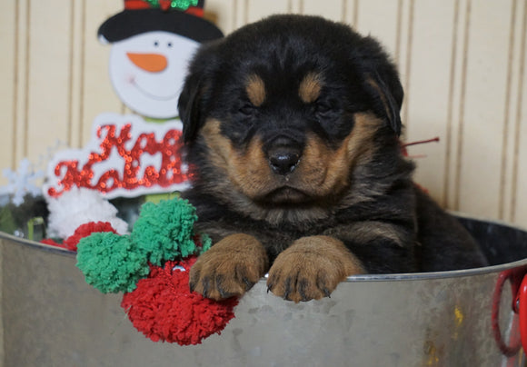 AKC Registered Rottweiler For Sale Fredericksburg, OH Female- Bell