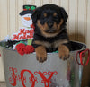 AKC Registered Rottweiler For Sale Fredericksburg, OH Female-Twinkle