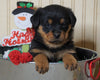 AKC Registered Rottweiler For Sale Fredericksburg, OH Female-Twinkle