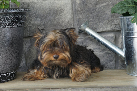 Yorkshire Terrier For Sale Wooster OH Female  Gabriel