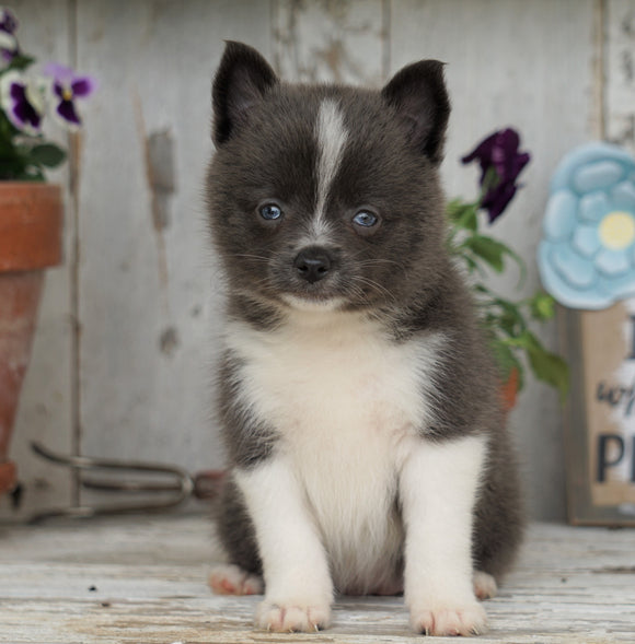 Pomsky- Shiba Inu Mix Puppy For Sale Millersburg, OH Female- Tootsy