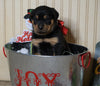 AKC Registered Rottweiler For Sale Fredericksburg, OH Female- Holly