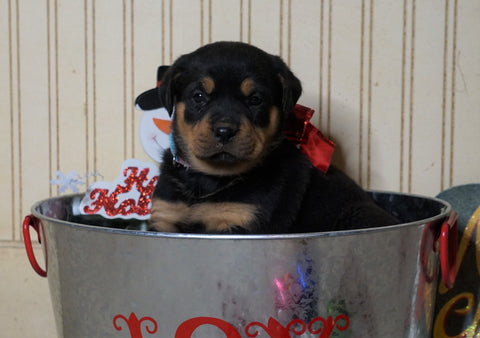AKC Registered Rottweiler For Sale Fredericksburg, OH Female- Holly