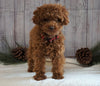 AKC Registered Toy Poodle For Sale Wooster, OH Male- Cuddles