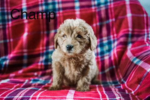 Mini Labradoodle For Sale Fresno OH Male-Champ