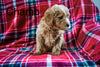 Mini Labradoodle For Sale Fresno OH Male-Champ