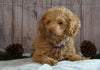 AKC Registered Miniature Poodle For Sale Wooster, OH Male- Jasper