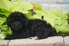 Toy Poodle For Sale Sugarcreek OH Male Mickey