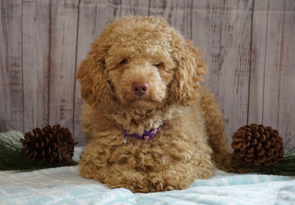 AKC Registered Miniature Poodle For Sale Wooster, OH Male- Jasper