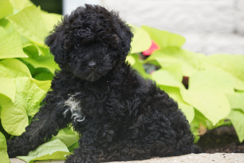 Toy Poodle For Sale Sugarcreek OH Female Minnie
