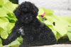 Toy Poodle For Sale Sugarcreek OH Female Minnie