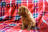 Mini Labradoodle For Sale Fresno OH Female-Roxy
