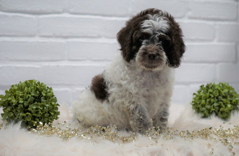 Cockapoo For Sale Dundee, OH Male- Grant