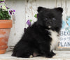 ACA Registered Pomeranian For Sale Millersburg, OH Female- Rebecca
