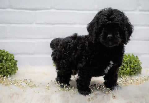 Cockapoo For Sale Dundee, OH Male- Kip