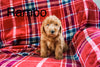 Mini Labradoodle For Sale Fresno OH Male-Rambo