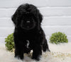 Cockapoo For Sale Dundee, OH Male- Kip