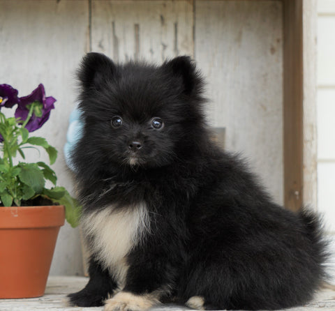ACA Registered Pomeranian For Sale Millersburg, OH Female- Jackie