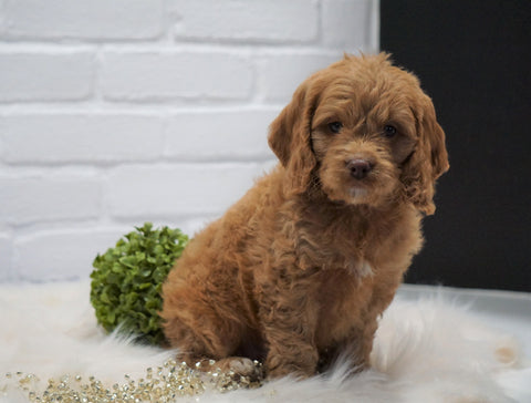 Cockapoo For Sale Dundee, OH Male- Cory