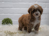 Cockapoo For Sale Dundee, OH Female- Anna Bell