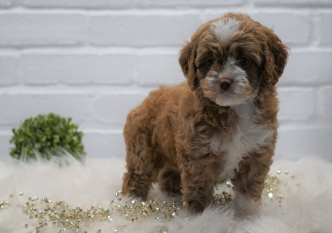 Cockapoo For Sale Dundee, OH Female- Anna Bell