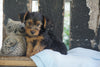 ACA Registered Yorkshire Terrier For Sale Millersburg , OH Male Jasper