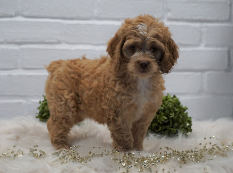 Cockapoo For Sale Dundee, OH Female- Peggy