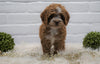 Cockapoo For Sale Dundee, OH Female- Pippa
