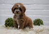 Cockapoo For Sale Dundee, OH Female- Pippa