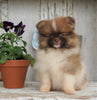 ACA Registered Pomeranian For Sale Millersburg, OH Female- Jill