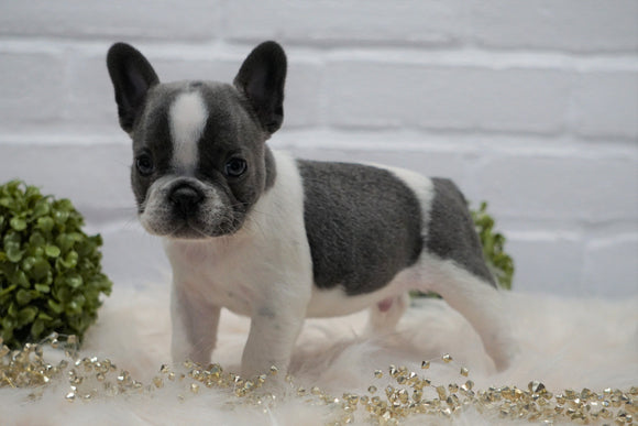 French Bulldog For Sale Dundee, OH Male- Bon Jovi