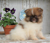 ACA Registered Pomeranian For Sale Millersburg, OH Female- Jill