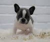 French Bulldog For Sale Dundee, OH Male- Bon Jovi