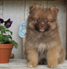 ACA Registered Pomeranian For Sale Millersburg, OH Male- Cinnamon