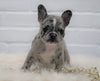 French Bulldog For Sale Dundee, OH Female- Lacey