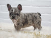 French Bulldog For Sale Dundee, OH Female- Lacey