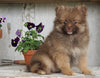 ACA Registered Pomeranian For Sale Millersburg, OH Male- Cinnamon