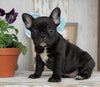 AKC Registered French Bulldog For Sale Millersburg, OH Female- Rosemary