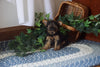 ACA Registered Yorkshire Terrier For Sale Millersburg, OH Female Izzy