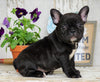 AKC Registered French Bulldog For Sale Millersburg, OH Female- Rosemary