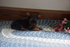 ACA Registered Yorkshire Terrier For Sale Millersburg, OH Female Izzy