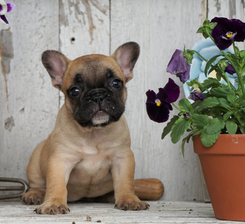AKC Registered French Bulldog For Sale Millersburg, OH Female- Dora