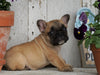 AKC Registered French Bulldog For Sale Millersburg, OH Female- Dora