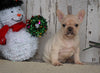 AKC Registered French Bulldog For Sale Millersburg, OH Female- Lexi
