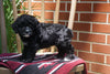 Cockapoo Puppy For Sale Millersburg OH Female Hannah
