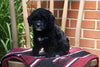 Cockapoo Puppy For Sale Millersburg OH Female Hannah