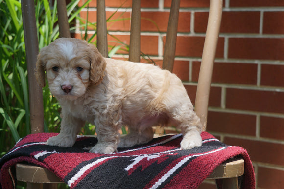 Cockapoo Puppy For Sale Millersburg OH Male Howy