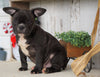 Frenchton For Sale Millersburg, OH Male- Tucker