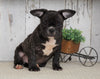 Frenchton For Sale Millersburg, OH Male- Tucker