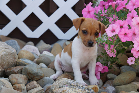 Jack Russel Terrier For Sale Holmesville OH Female Buttercup
